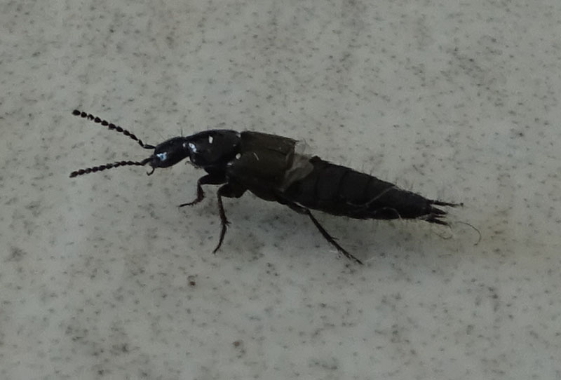 Staphylinidae : Philonthus ?